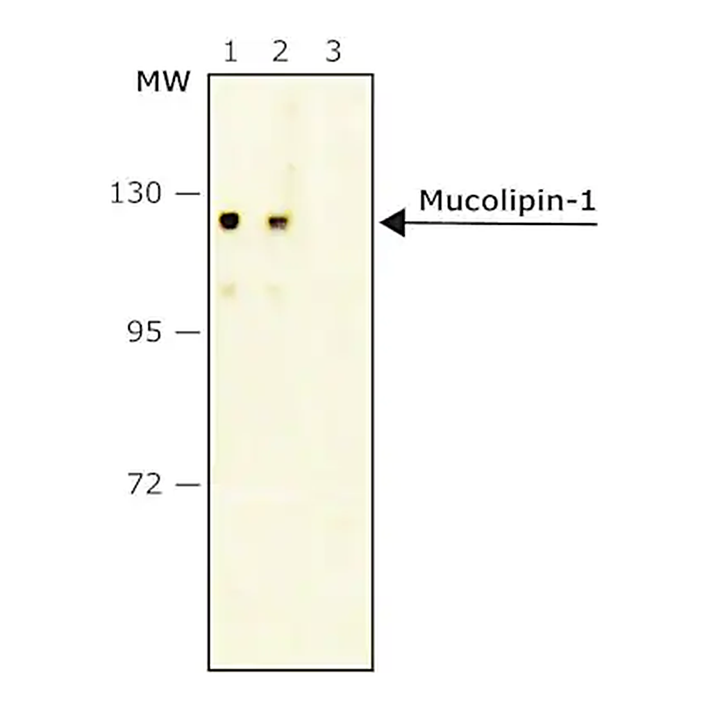 Merck Anti-Mucolipin-1 antibody, Mouse monoclonal