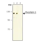 Merck Anti-Mucolipin-1 antibody, Mouse monoclonal