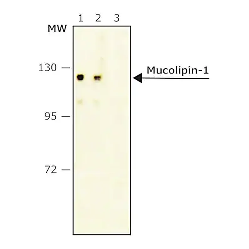 Merck Anti-Mucolipin-1 antibody, Mouse monoclonal