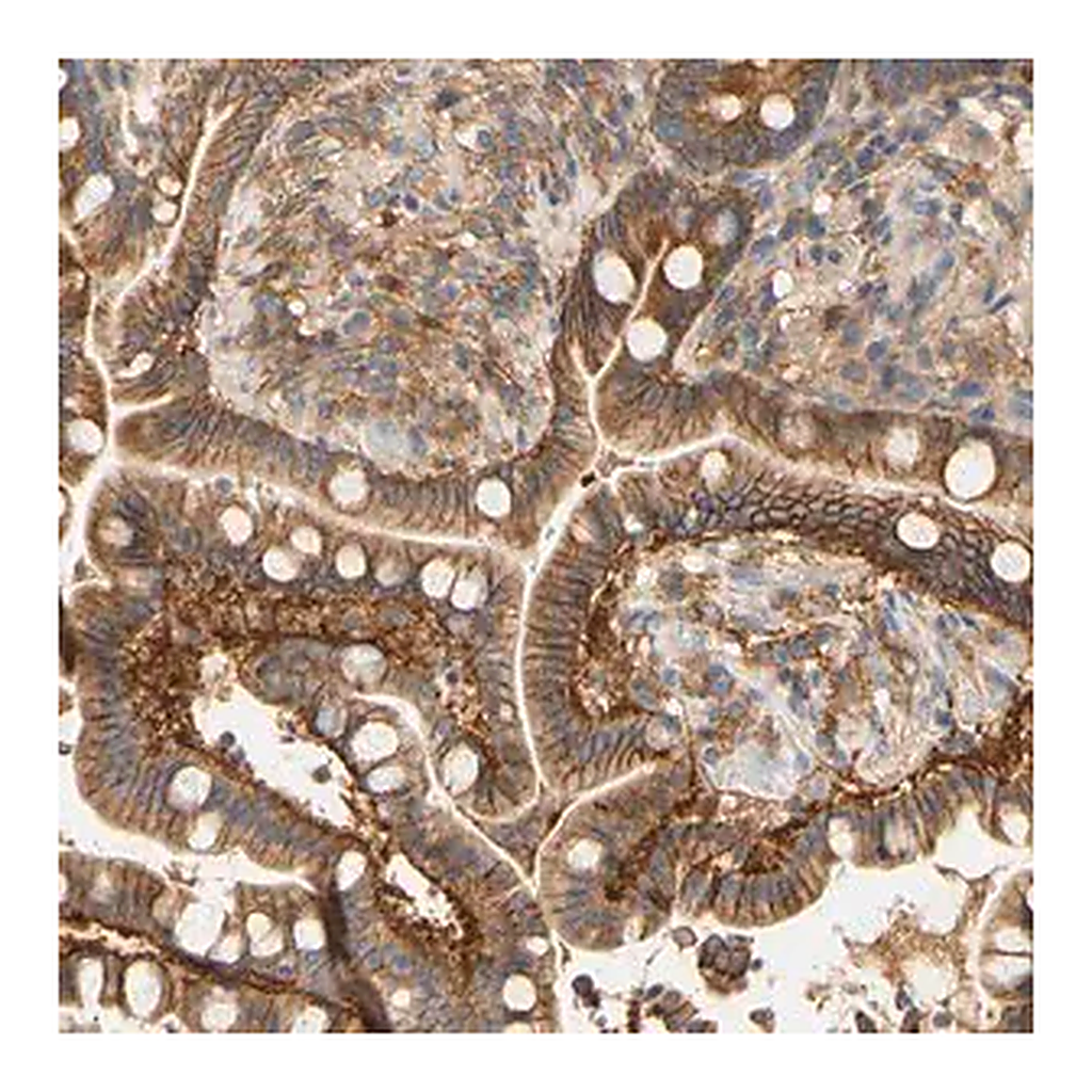 Merck Anti-PCDH7 antibody produced in rabbit