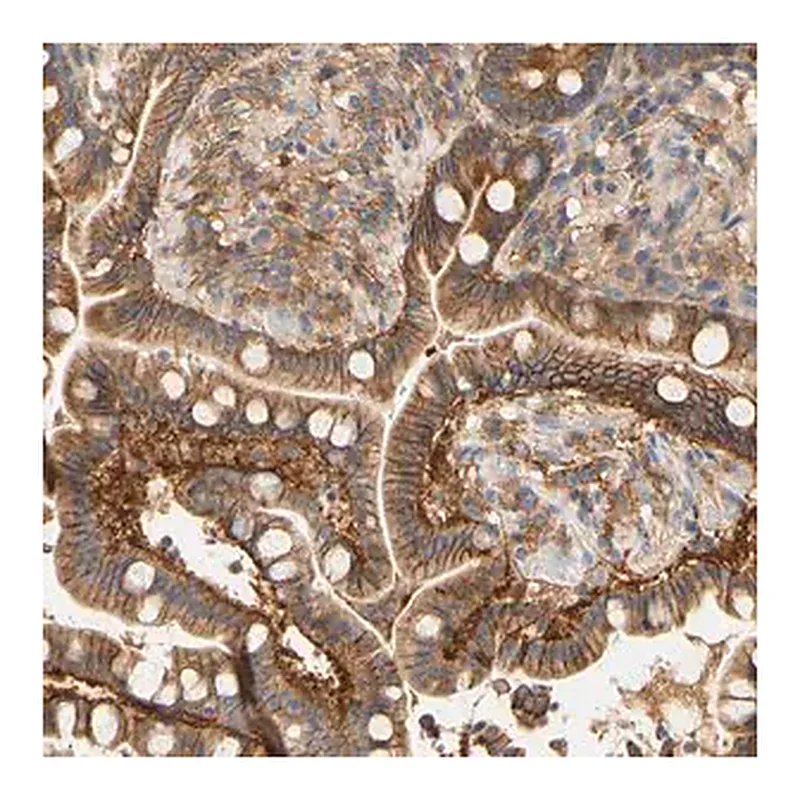 Merck Anti-PCDH7 antibody produced in rabbit