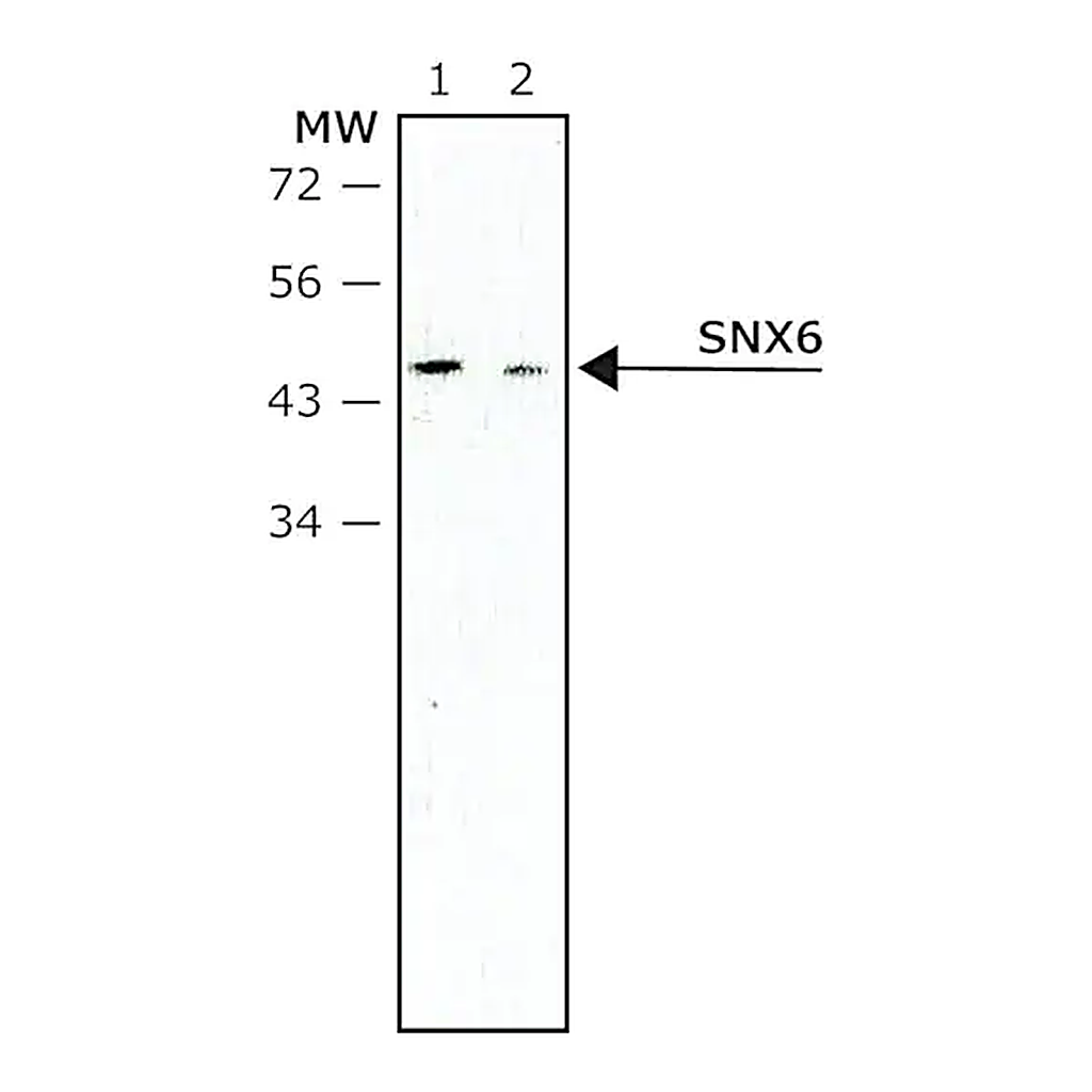 Merck Monoclonal Anti-SNX6 antibody produced in mouse