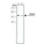 Merck Monoclonal Anti-SNX6 antibody produced in mouse