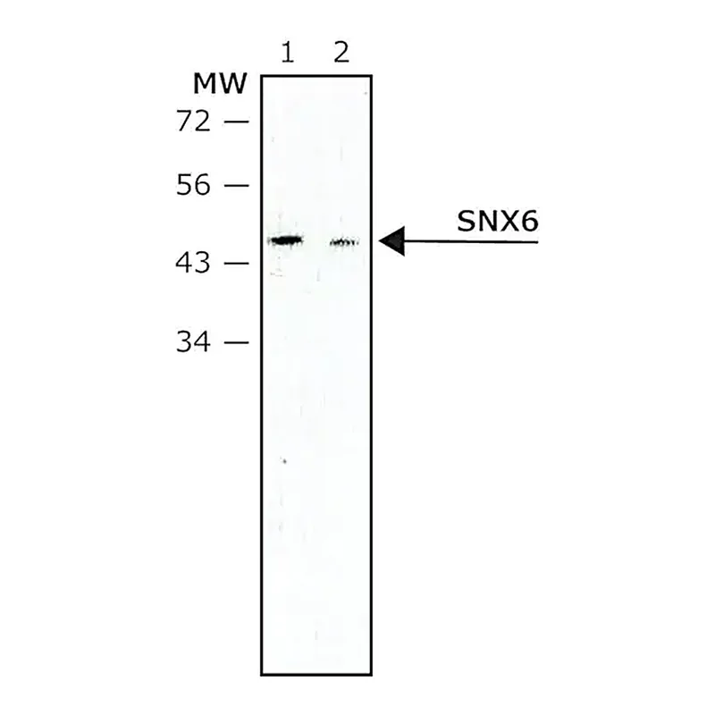 Merck Monoclonal Anti-SNX6 antibody produced in mouse