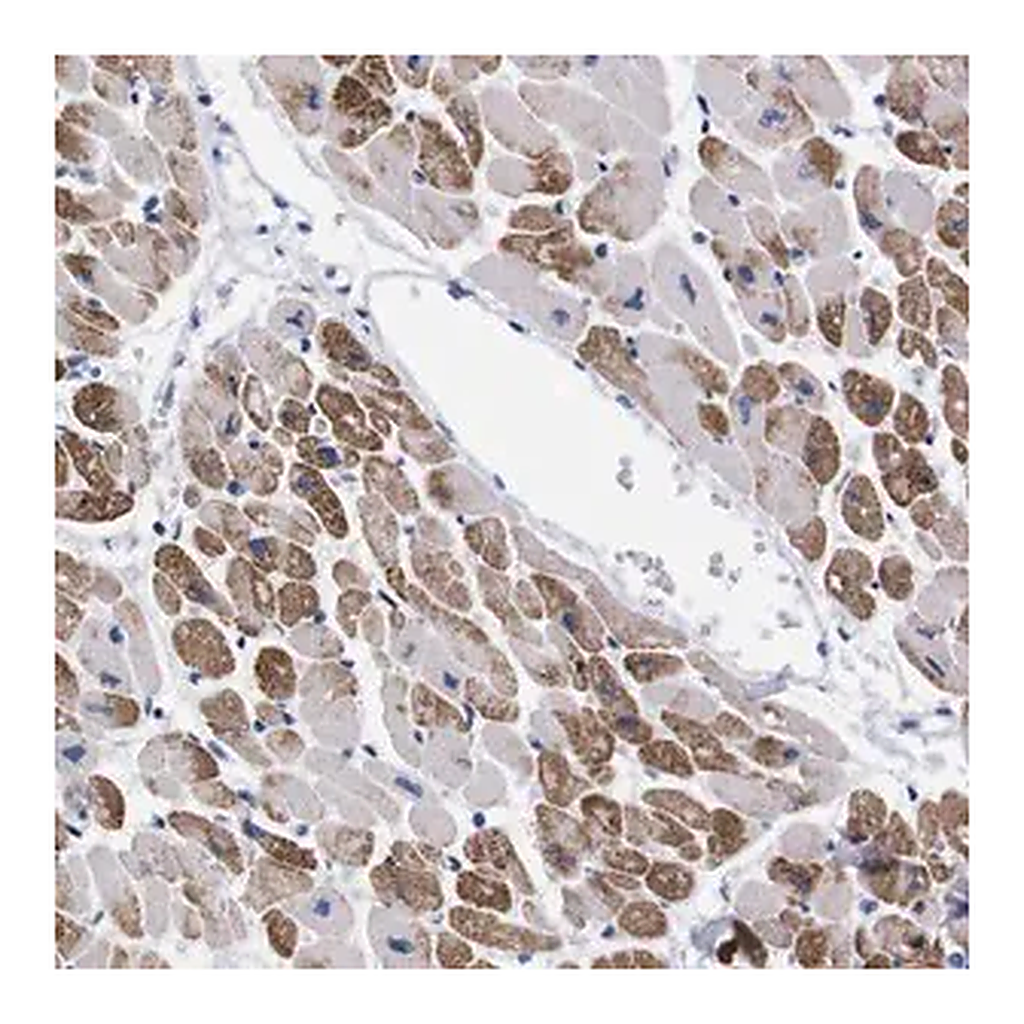 Merck Anti-NEBL antibody produced in rabbit