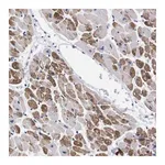 Merck Anti-NEBL antibody produced in rabbit