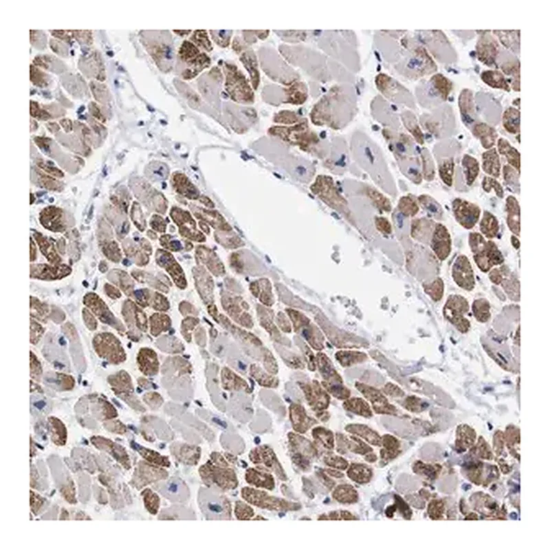 Merck Anti-NEBL antibody produced in rabbit