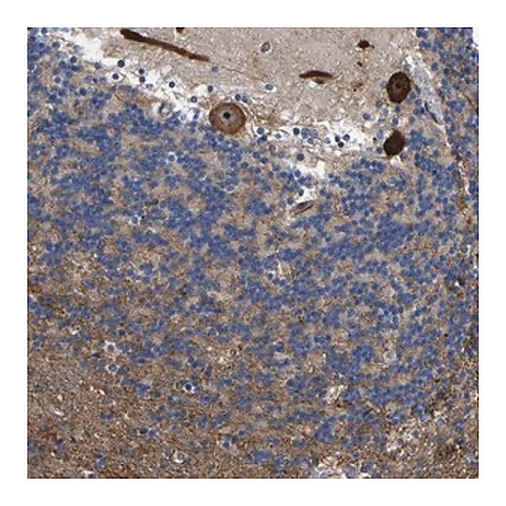 Merck Anti-KIAA1551 antibody produced in rabbit