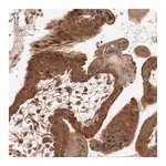 Merck Anti-PITPNM2 antibody produced in rabbit