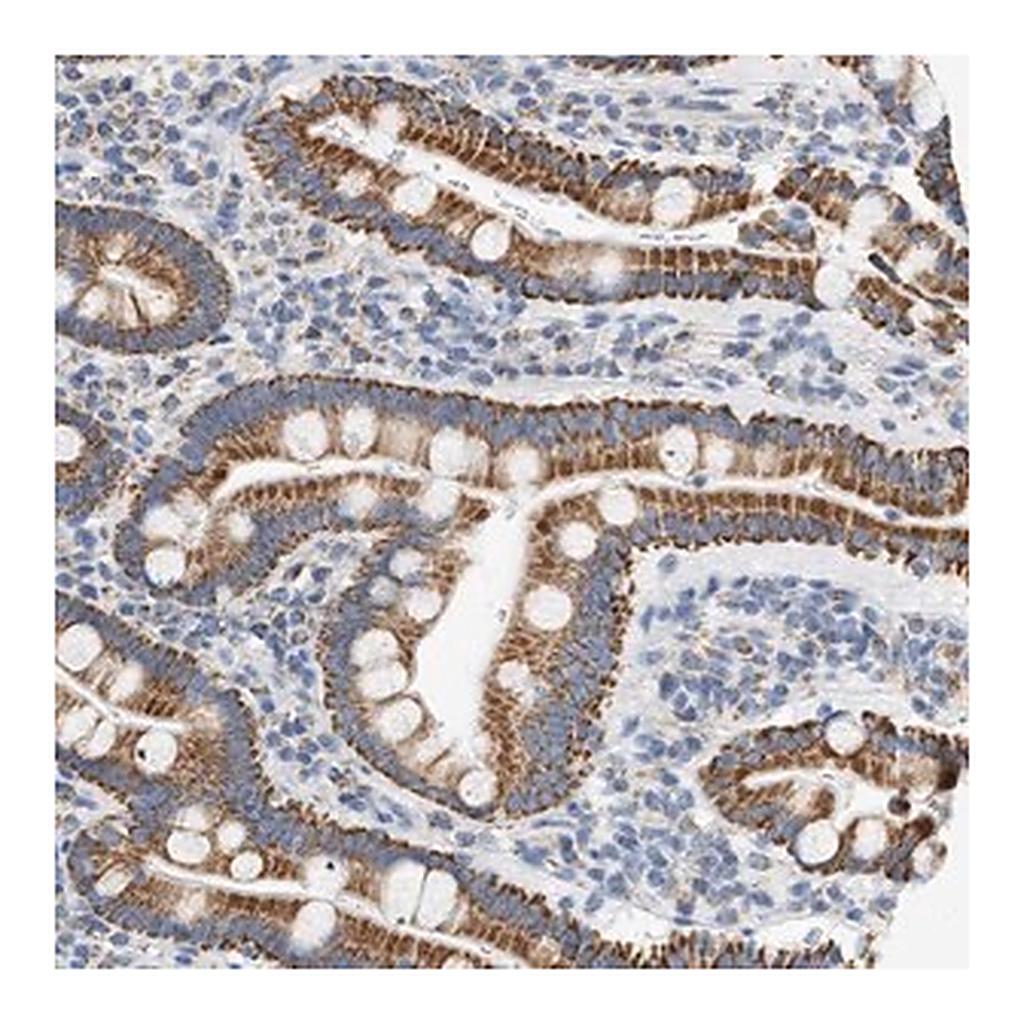 Merck Anti-GRPEL2 antibody produced in rabbit