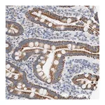 Merck Anti-GRPEL2 antibody produced in rabbit