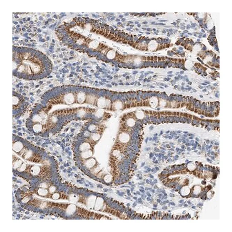 Merck Anti-GRPEL2 antibody produced in rabbit