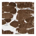 Merck Anti-FLII antibody produced in rabbit