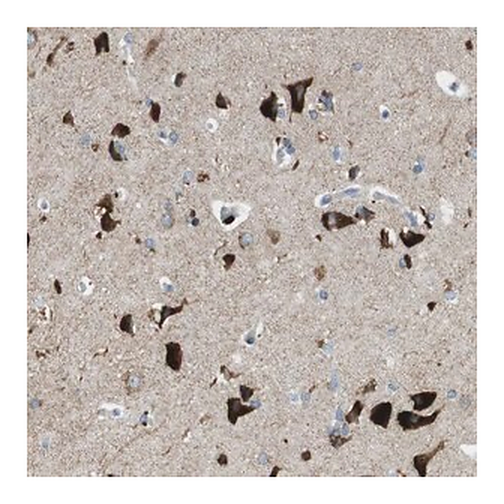 Merck Anti-TMEM234 antibody produced in rabbit