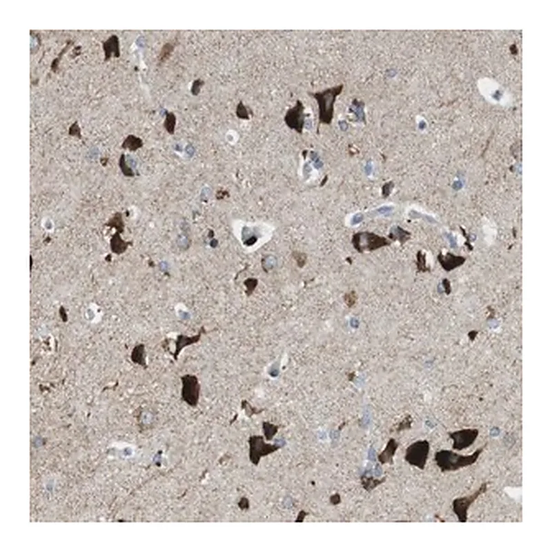 Merck Anti-TMEM234 antibody produced in rabbit