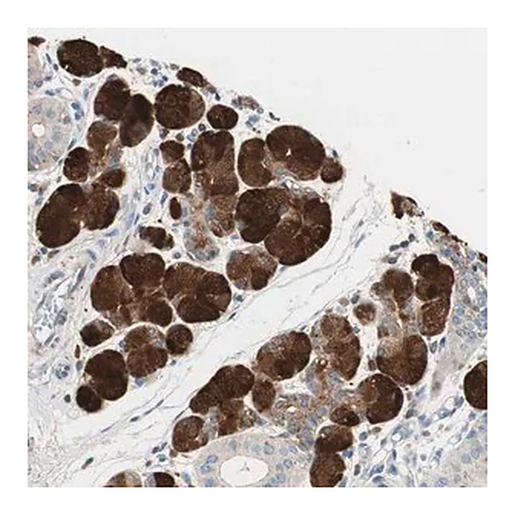 Merck Anti-CCM2L antibody produced in rabbit