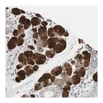 Merck Anti-CCM2L antibody produced in rabbit