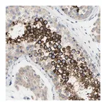 Merck Anti-FAM134A antibody produced in rabbit