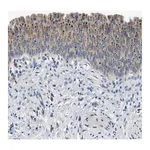 Merck Anti-ADGRE3 antibody produced in rabbit