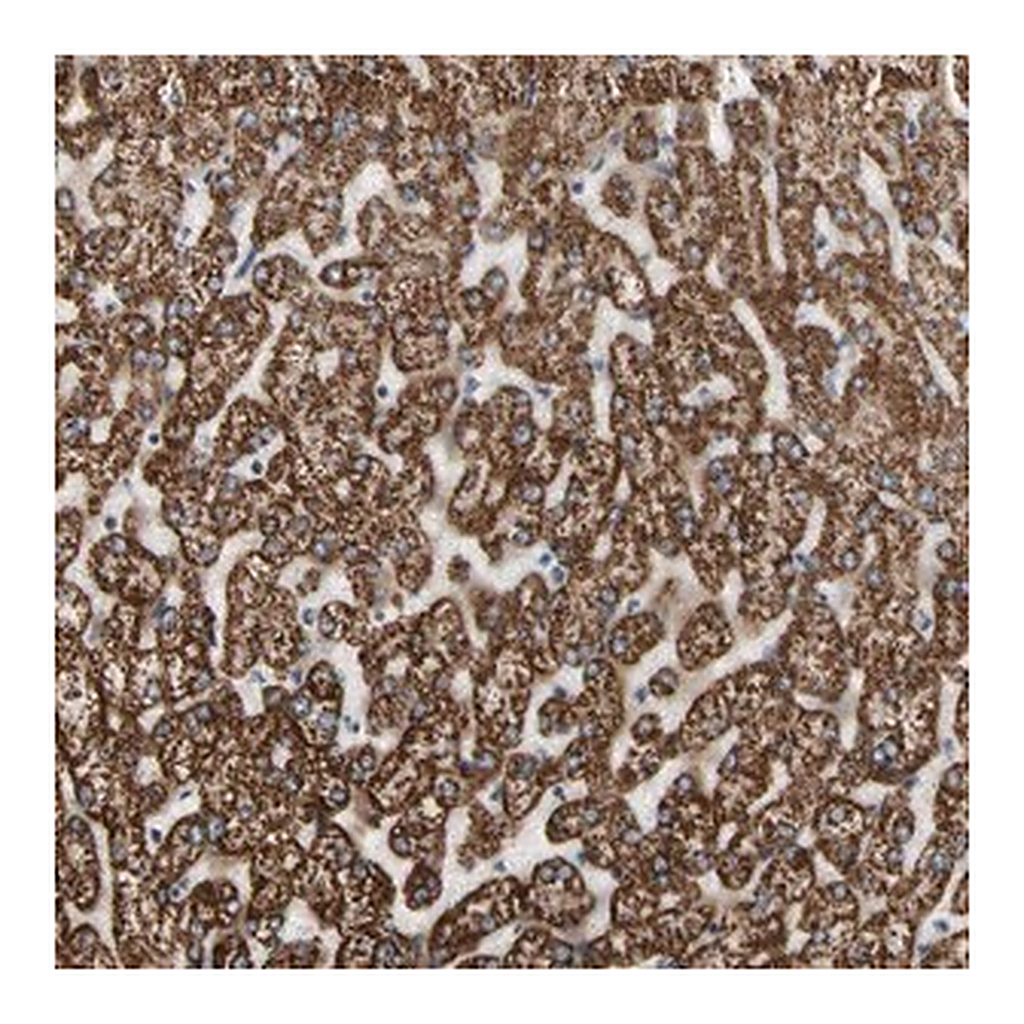Merck Anti-FAM110B antibody produced in rabbit