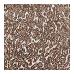 Merck Anti-FAM110B antibody produced in rabbit