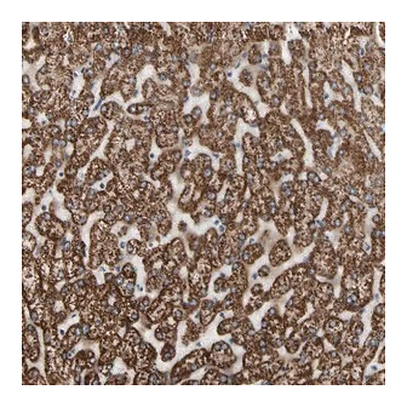 Merck Anti-FAM110B antibody produced in rabbit