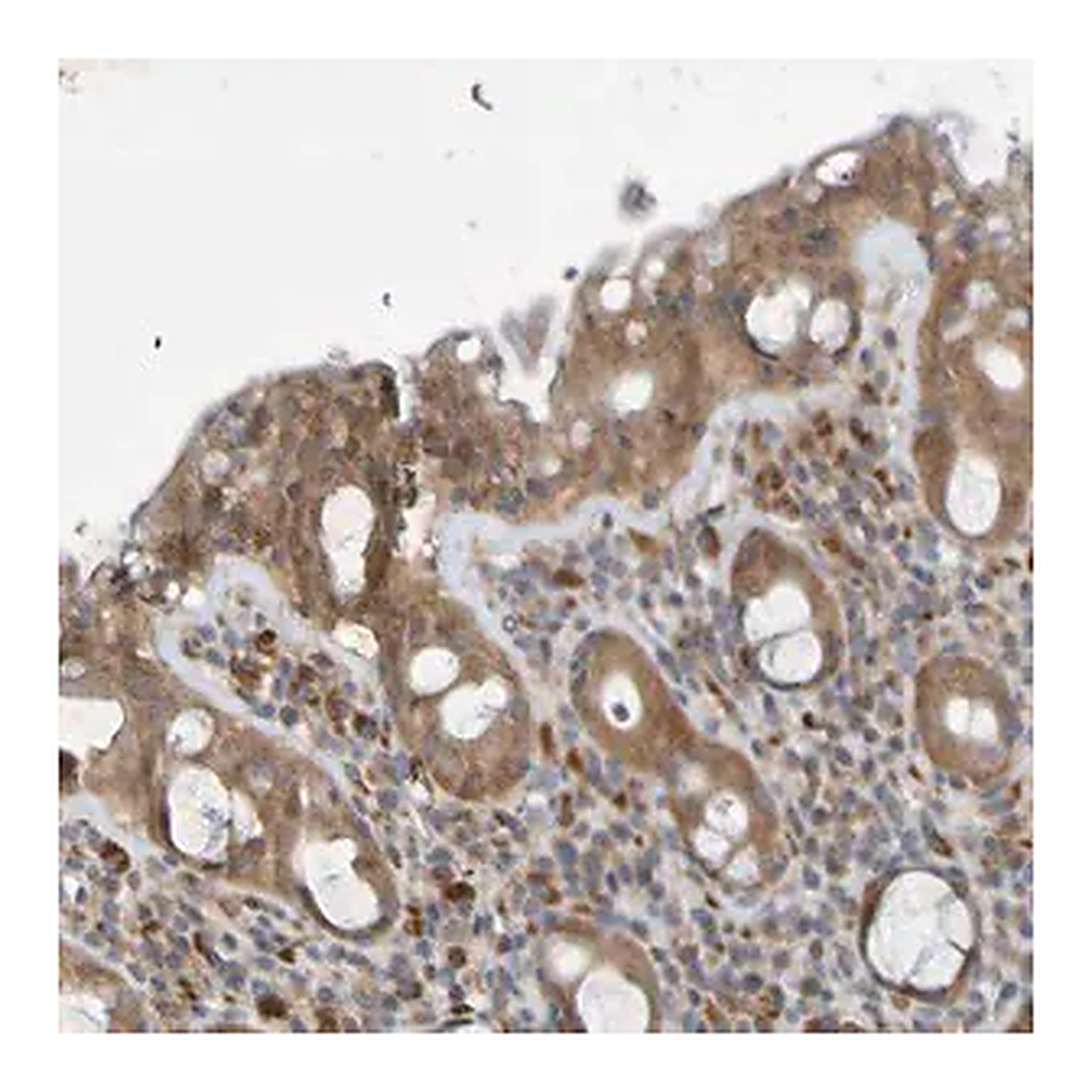 Merck Anti-SDK1 antibody produced in rabbit