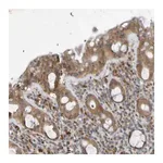 Merck Anti-SDK1 antibody produced in rabbit