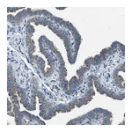 Merck Anti-BCKDK antibody produced in rabbit
