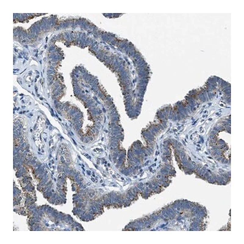 Merck Anti-BCKDK antibody produced in rabbit