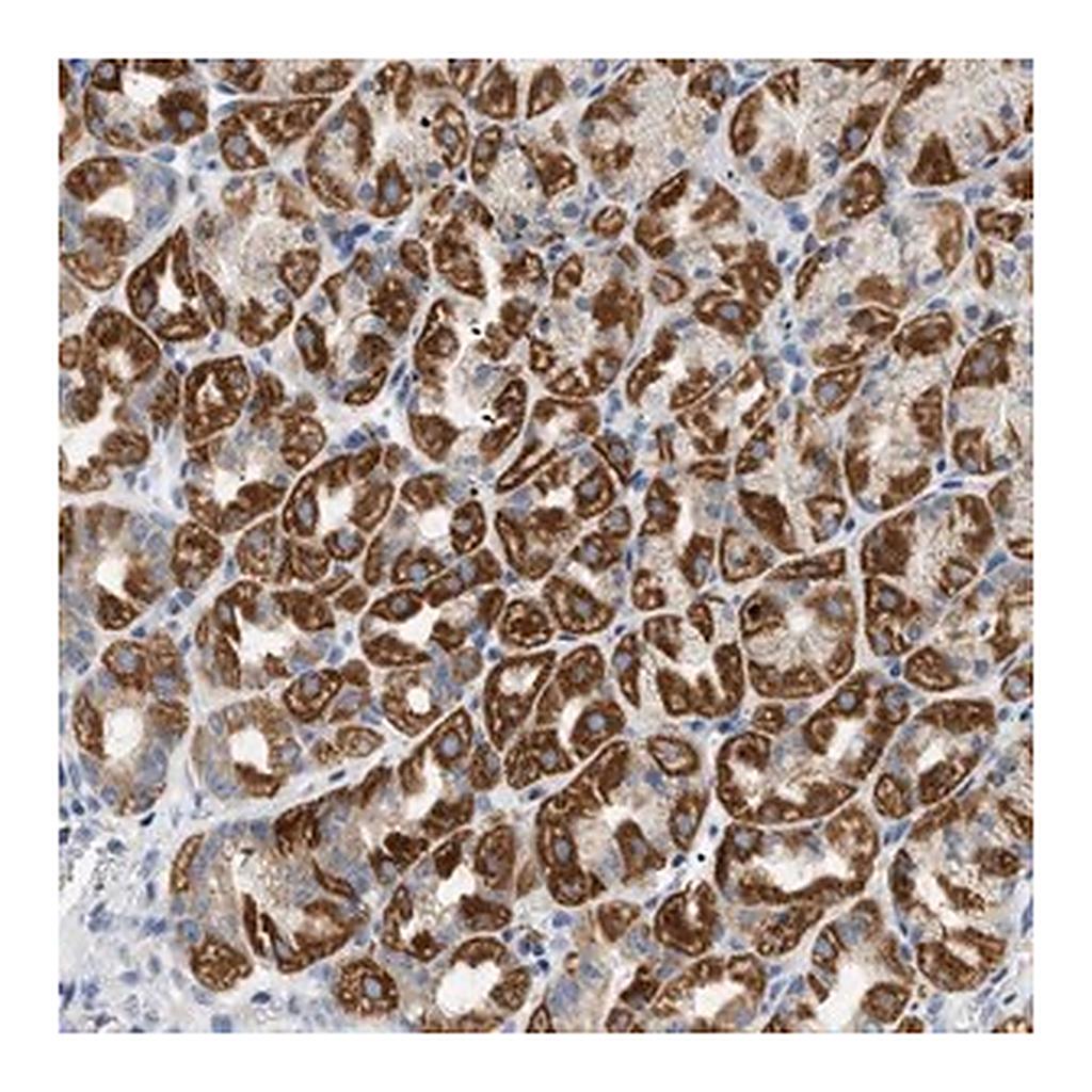 Merck Anti-NDUFS8 antibody produced in rabbit