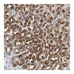 Merck Anti-NDUFS8 antibody produced in rabbit