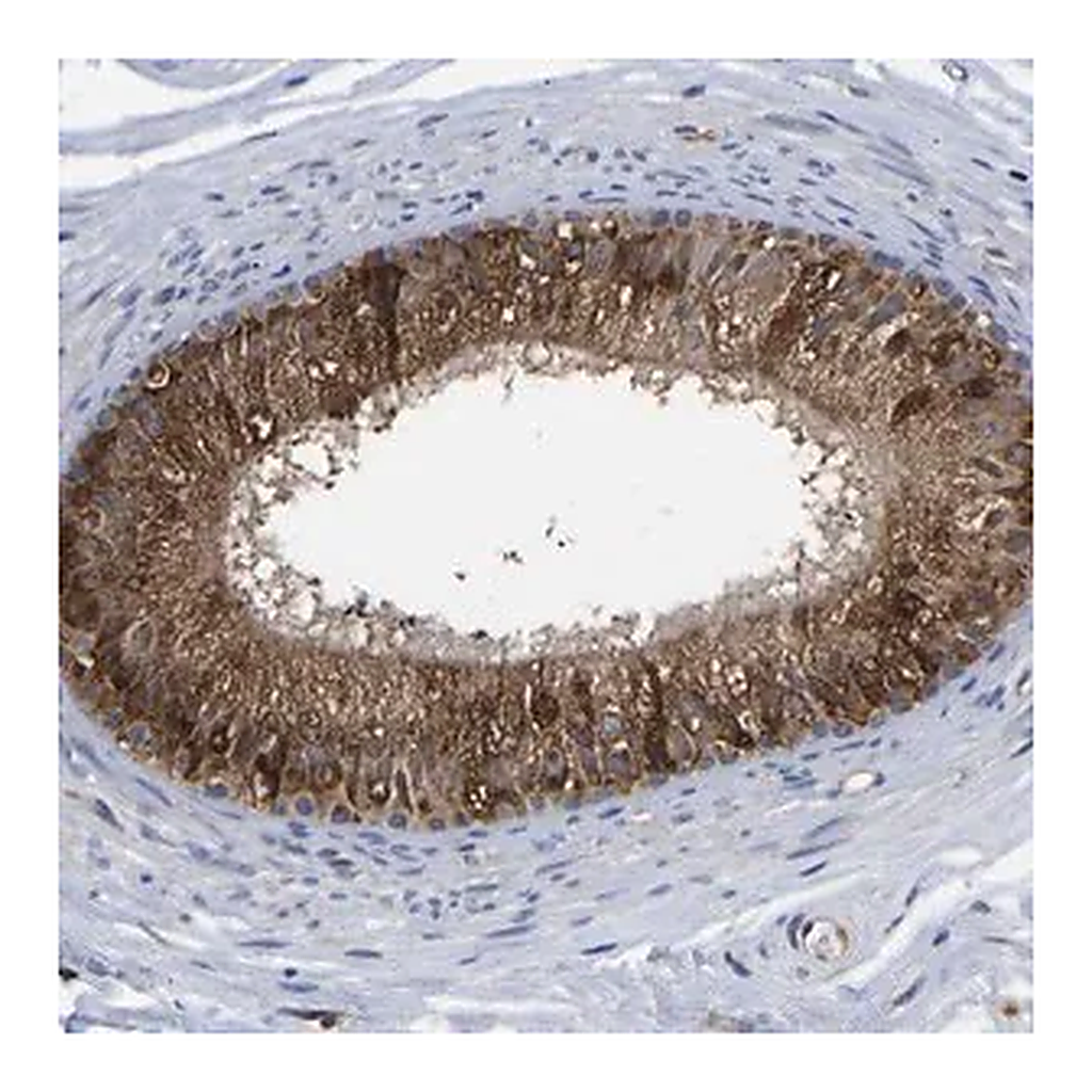 Merck Anti-FRRS1 antibody produced in rabbit