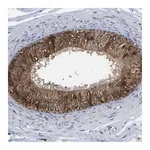 Merck Anti-FRRS1 antibody produced in rabbit