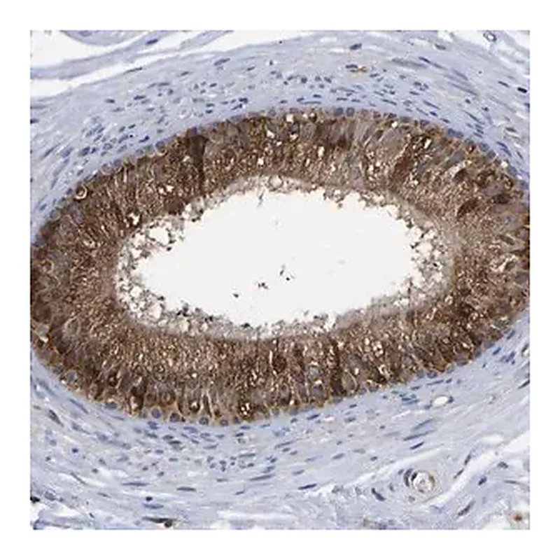 Merck Anti-FRRS1 antibody produced in rabbit