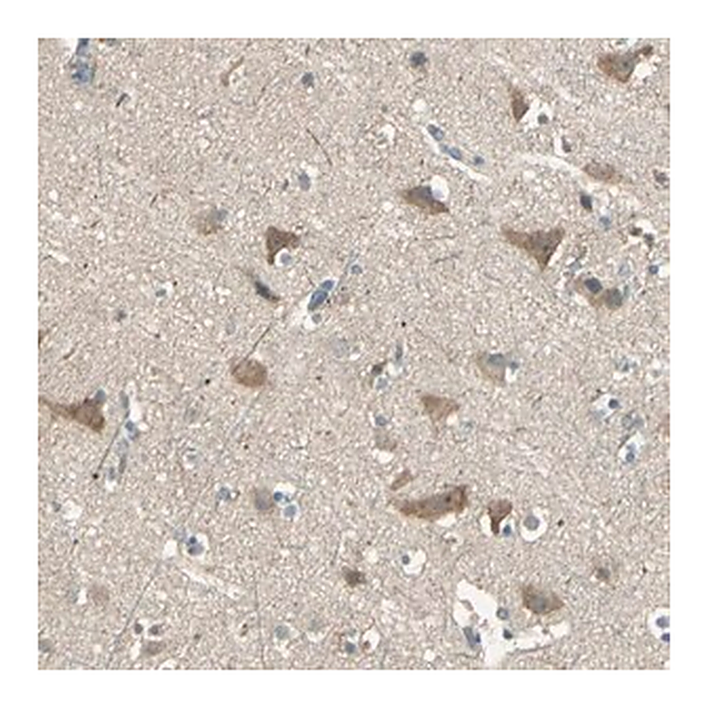 Merck Anti-SHC2 antibody produced in rabbit