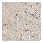Merck Anti-SHC2 antibody produced in rabbit