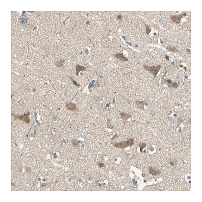 Merck Anti-SHC2 antibody produced in rabbit