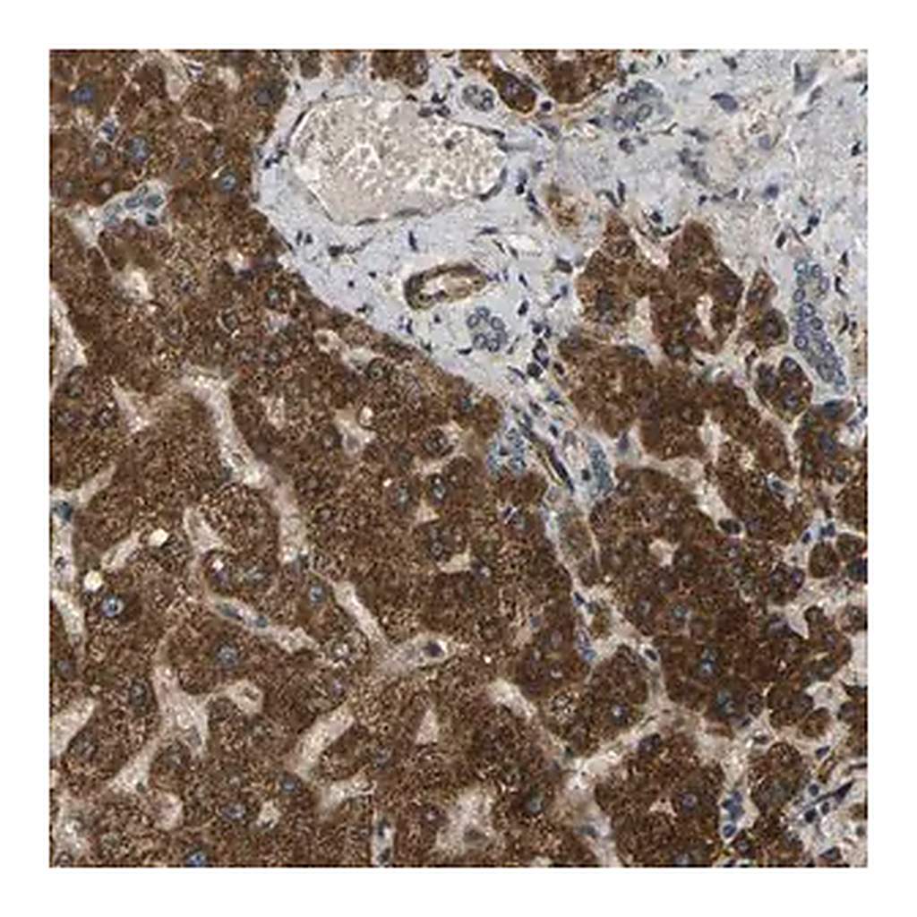 Merck Anti-FUT11 antibody produced in rabbit