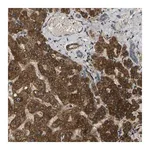 Merck Anti-FUT11 antibody produced in rabbit