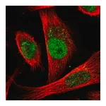 Merck Anti-CDC25A antibody produced in rabbit