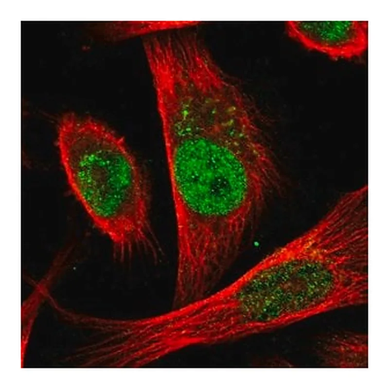 Merck Anti-CDC25A antibody produced in rabbit