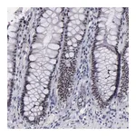Merck Anti-RAF1 antibody produced in rabbit