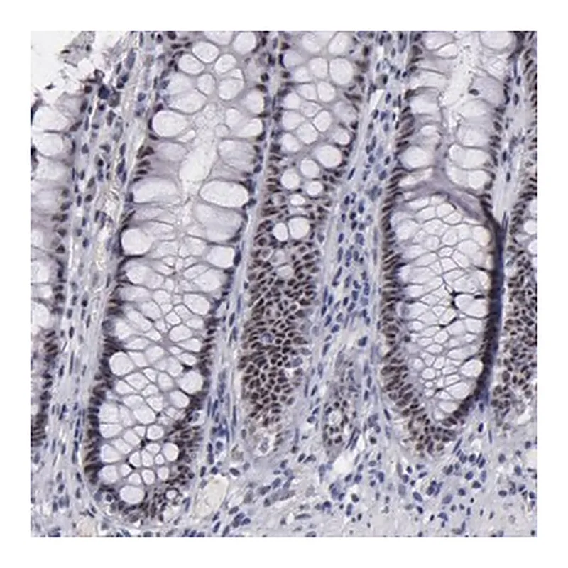 Merck Anti-RAF1 antibody produced in rabbit