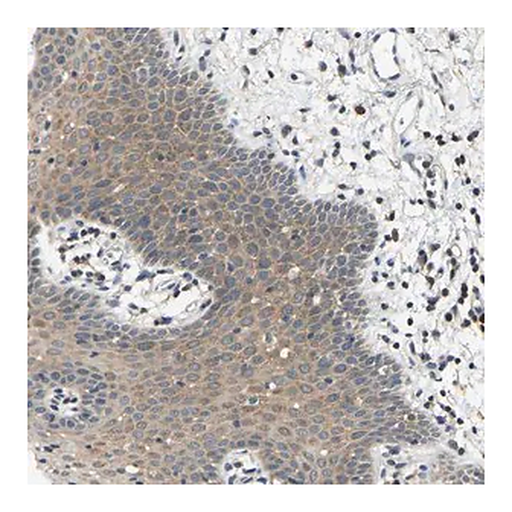 Merck Anti-AHNAK antibody produced in rabbit