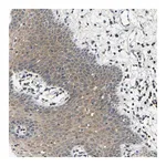 Merck Anti-AHNAK antibody produced in rabbit