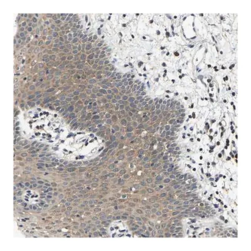 Merck Anti-AHNAK antibody produced in rabbit