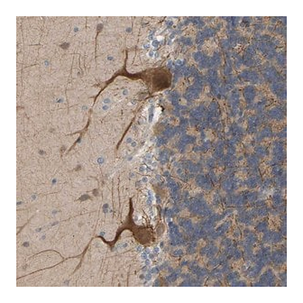 Merck Anti-BEND3 antibody produced in rabbit
