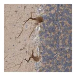 Merck Anti-BEND3 antibody produced in rabbit