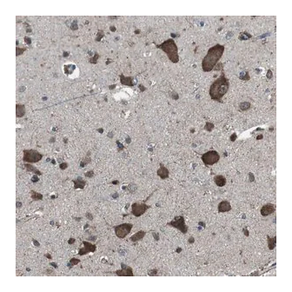 Merck Anti-GDF10 antibody produced in rabbit
